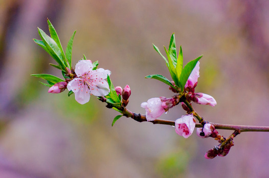 桃花开