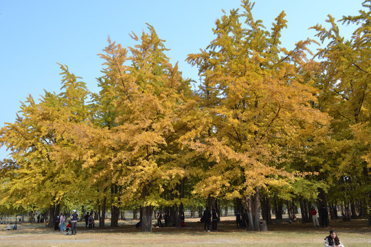 银杏树