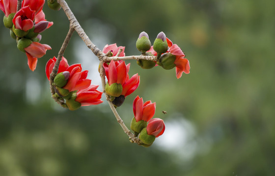 木棉花