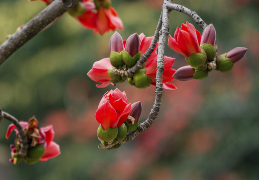 木棉花