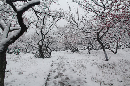 梅花山雪景