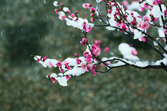 雪中探梅