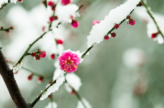 雪中探梅