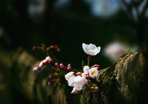 樱花