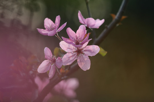 海棠花