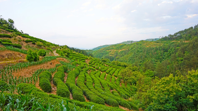 偏头山风光茶园