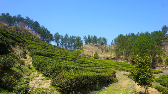 偏头山风光茶园