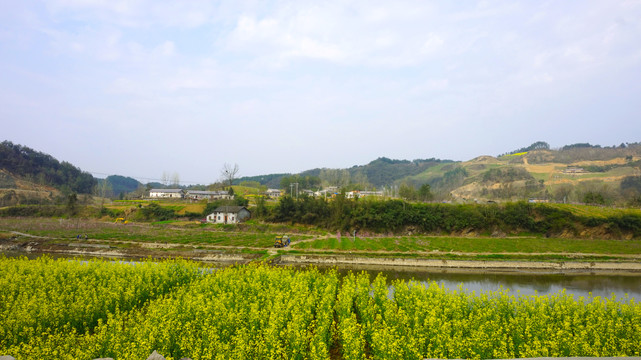 油菜农田七