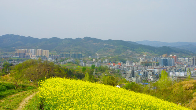 油菜地三