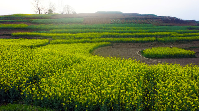 油菜五