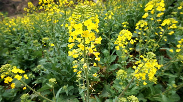 油菜花六