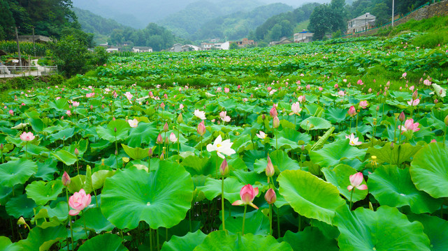 莲花五