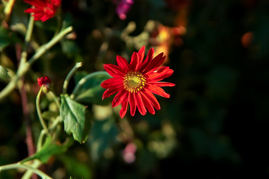 红色小菊花