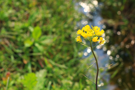 油菜花