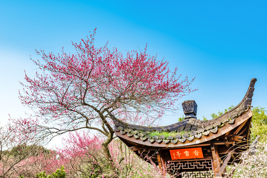 杭州植物园灵峰探梅香雪亭与梅花