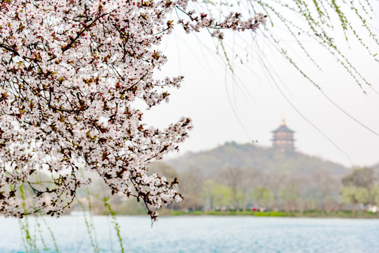 杭州西湖春景樱花垂柳