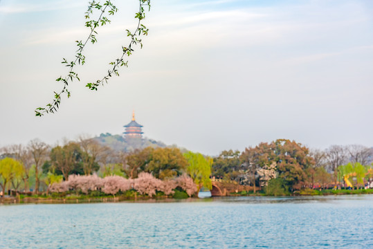 杭州西湖春景西湖垂柳