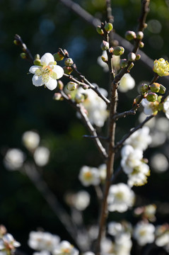 李子树开花