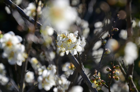 春暖花开