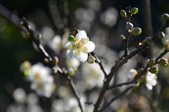 春暖花开