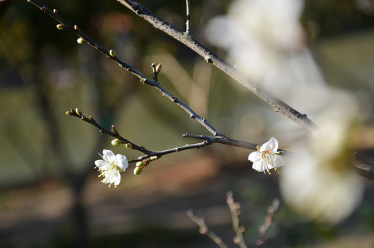 春暖花开