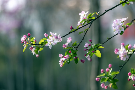 一枝海棠花