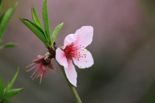 桃花