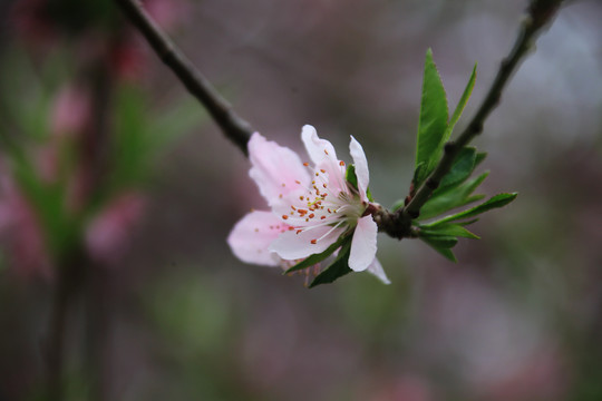 桃花