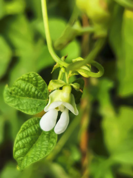 菜豆花