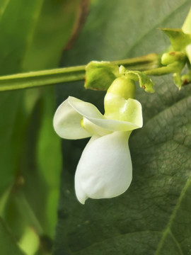 菜豆花