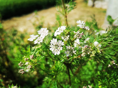 香菜花