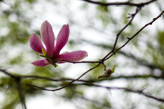 玉兰花