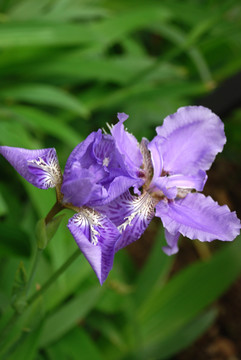 鸢尾花