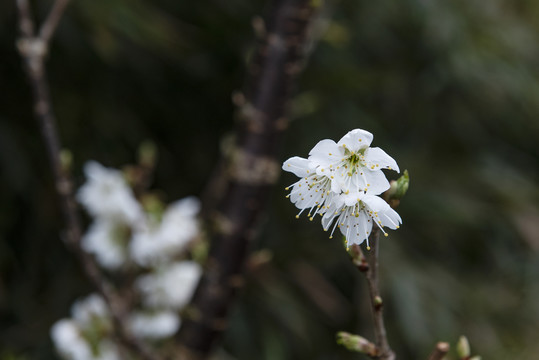 樱花1樱桃1水果