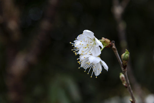 樱花1樱桃1水果