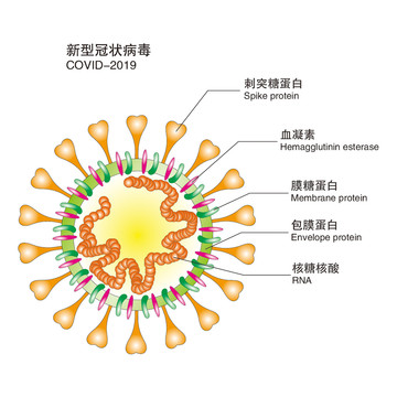 新型冠状病毒