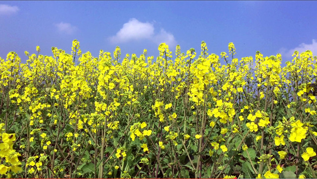 油菜花拍摄