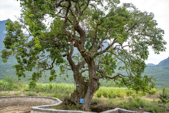 沧桑古树