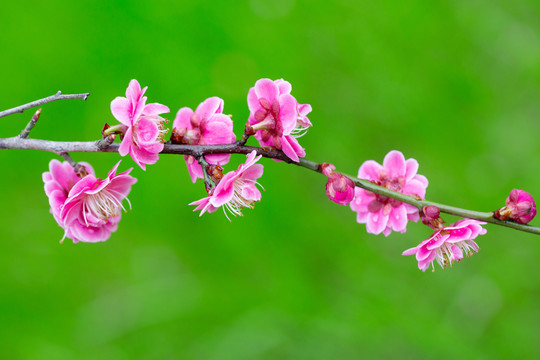 背景花卉