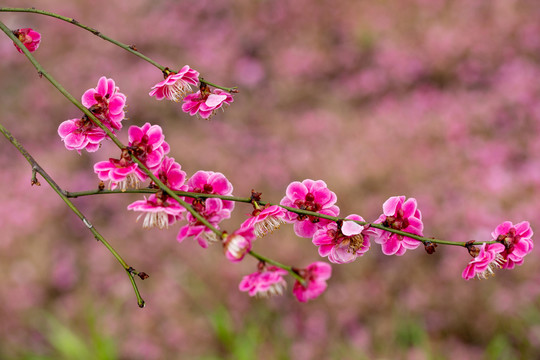 背景花卉