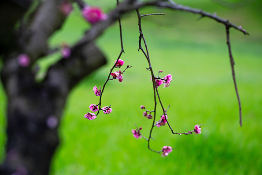 背景花卉