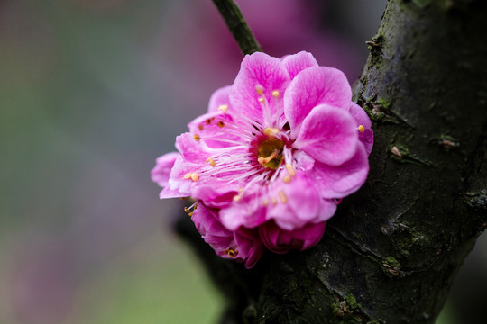 背景花卉