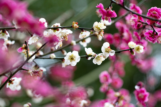 情人节花卉