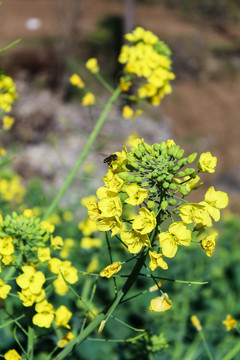 油菜花