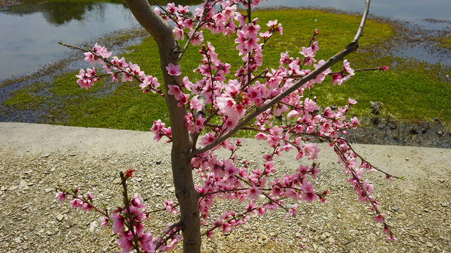 桃花朵朵二