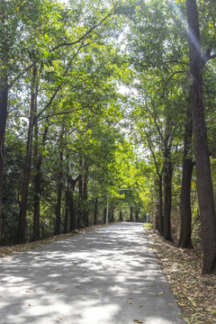 乡村小公路