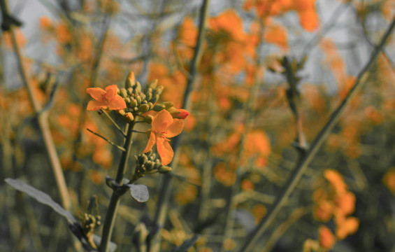 油菜花