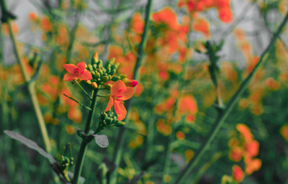 油菜花