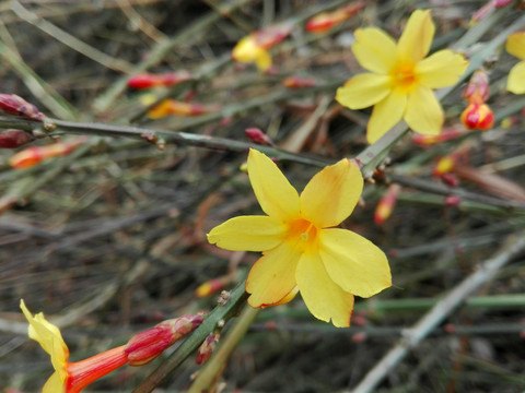 迎春花