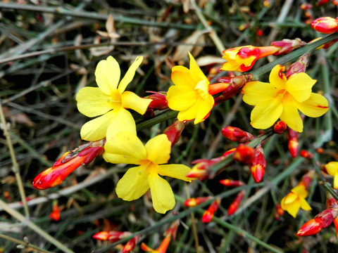 迎春花